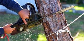 Best Lawn Maintenance Plans  in Rainbow City, AL