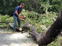 Best Tree Mulching  in Rainbow City, AL