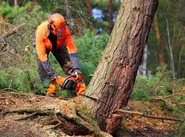 Best Tree Risk Assessment  in Rainbow City, AL