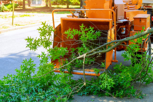 Best Lawn Disease Treatment  in Rainbow City, AL