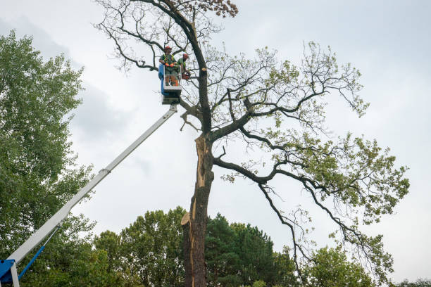 Best Tree Removal  in Rainbow City, AL