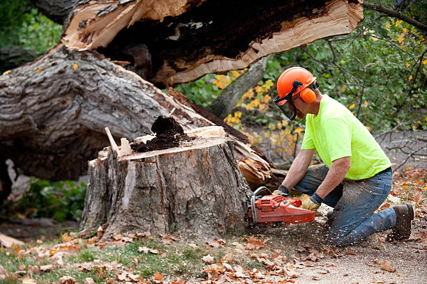 Rainbow City, AL Tree Services Company