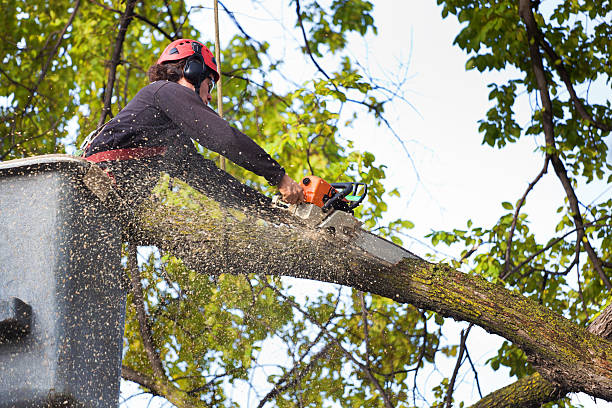 Best Tree and Shrub Care  in Rainbow City, AL